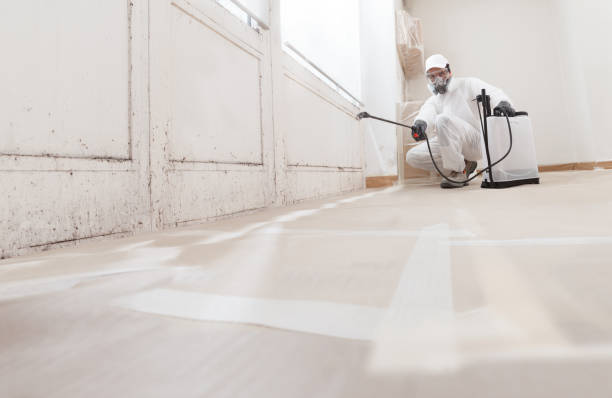 Black mold remediation team in Oak Brook